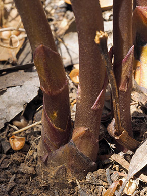 two in one spike.jpg