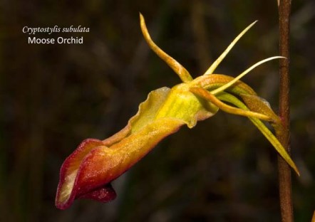 1702 sm CC Cryptostylis subulata