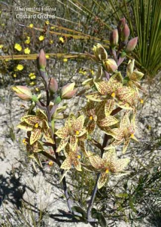 1702 sm PM Thelymitra villosa