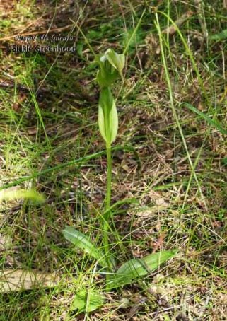 1702 sm RAL Pterostylis falcata