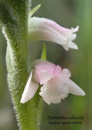 1702 sm RWL Spiranthes alticola