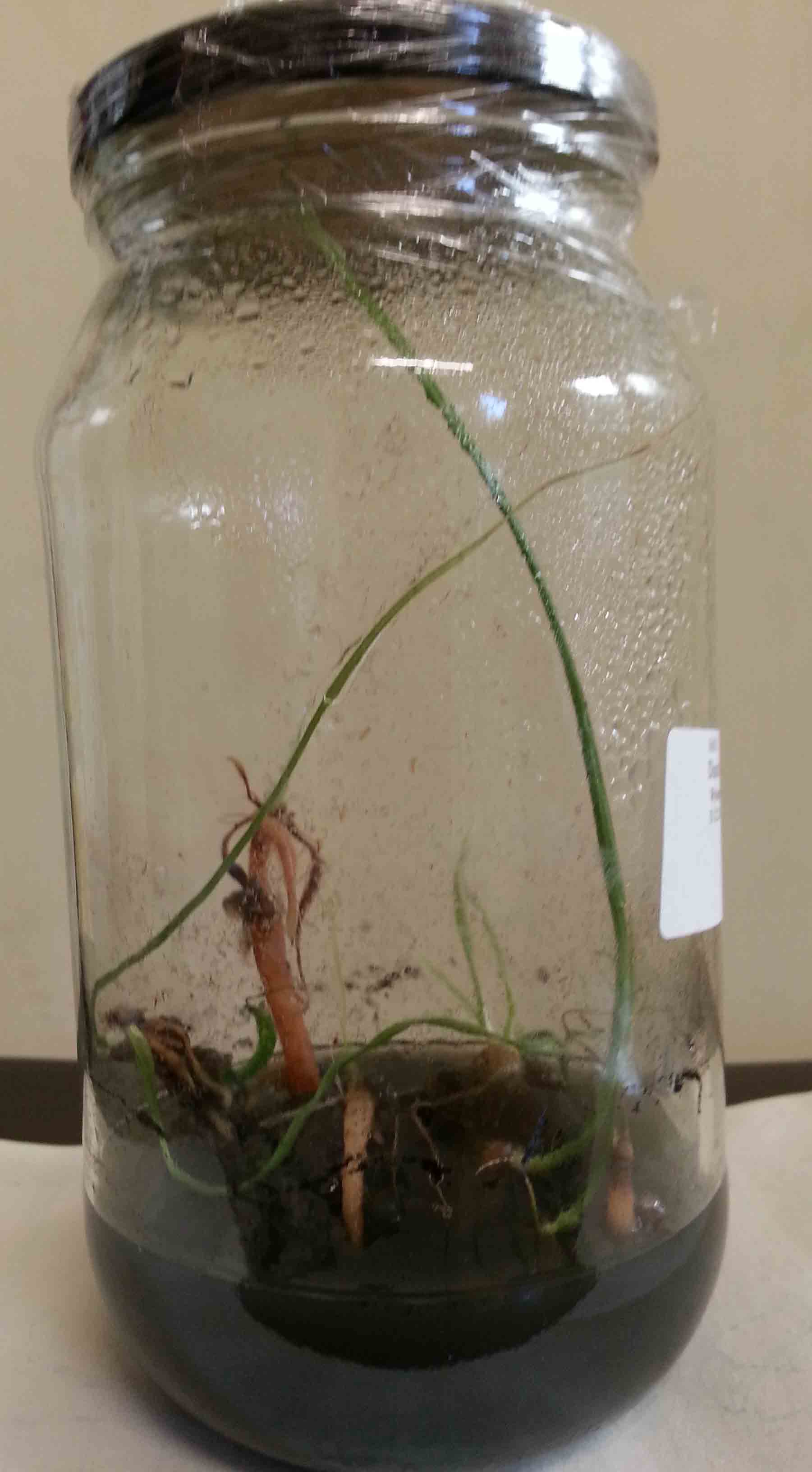 Diuris tricolour in flask