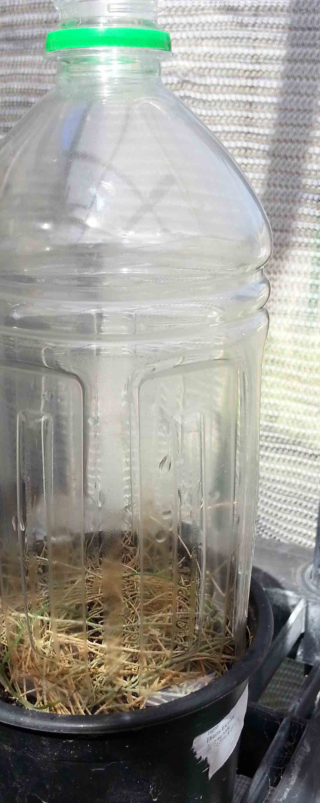 Diuris tricolour in pot with bottle top cover