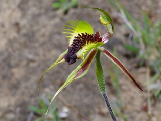 ld-arachnorchis-stricta