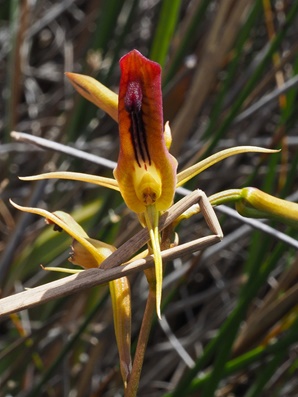 ld-cryptostylis-subulata-with-labellum
