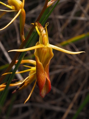 ld-cryptostylis-subulata