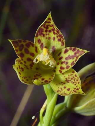 ld-thelymitra-benthamiana