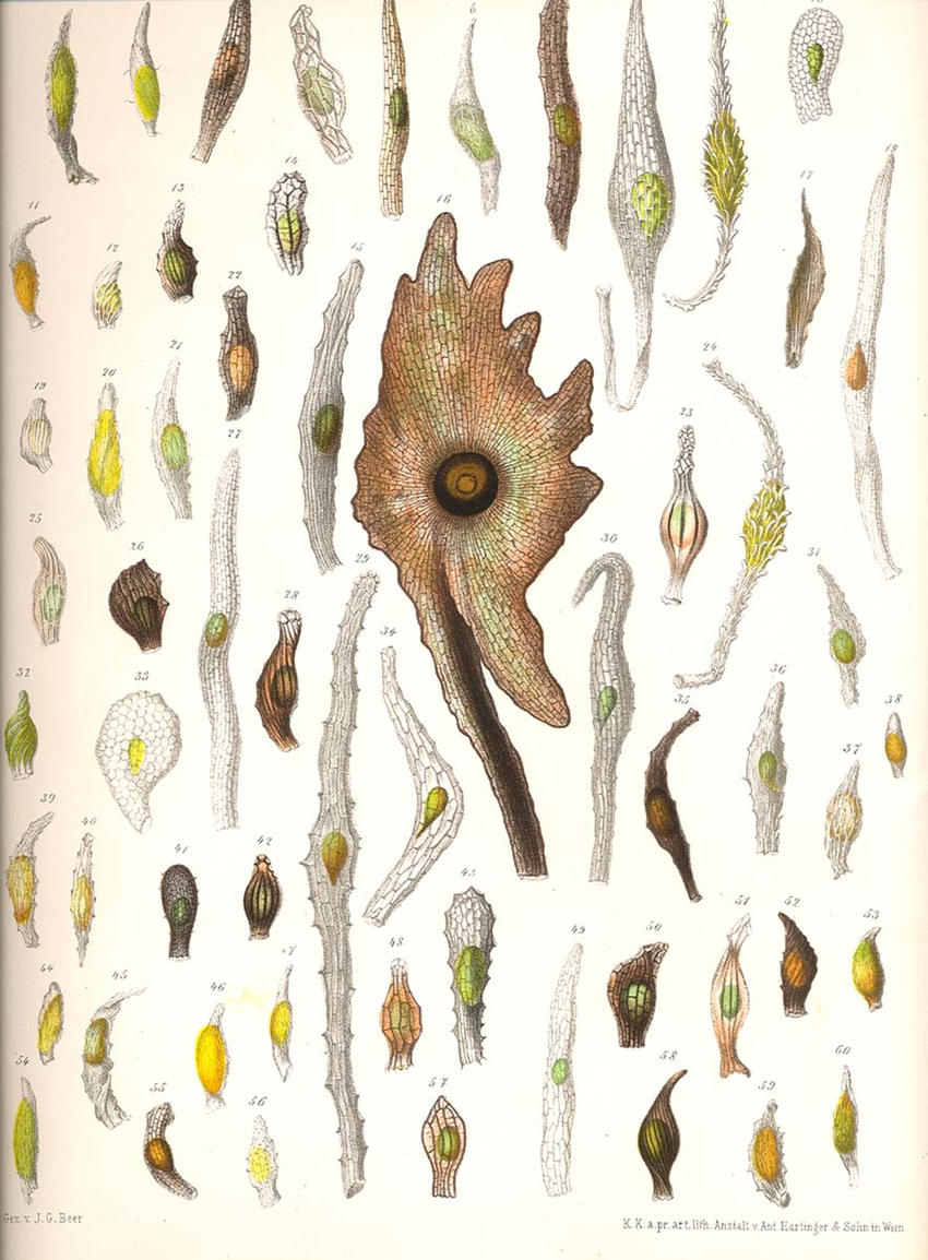 Fig-1-Orchid-seeds-Beer-1863