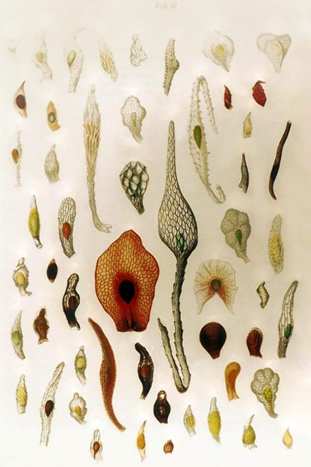 Seeds_of_orchids_(J.G.Beer_-1863)