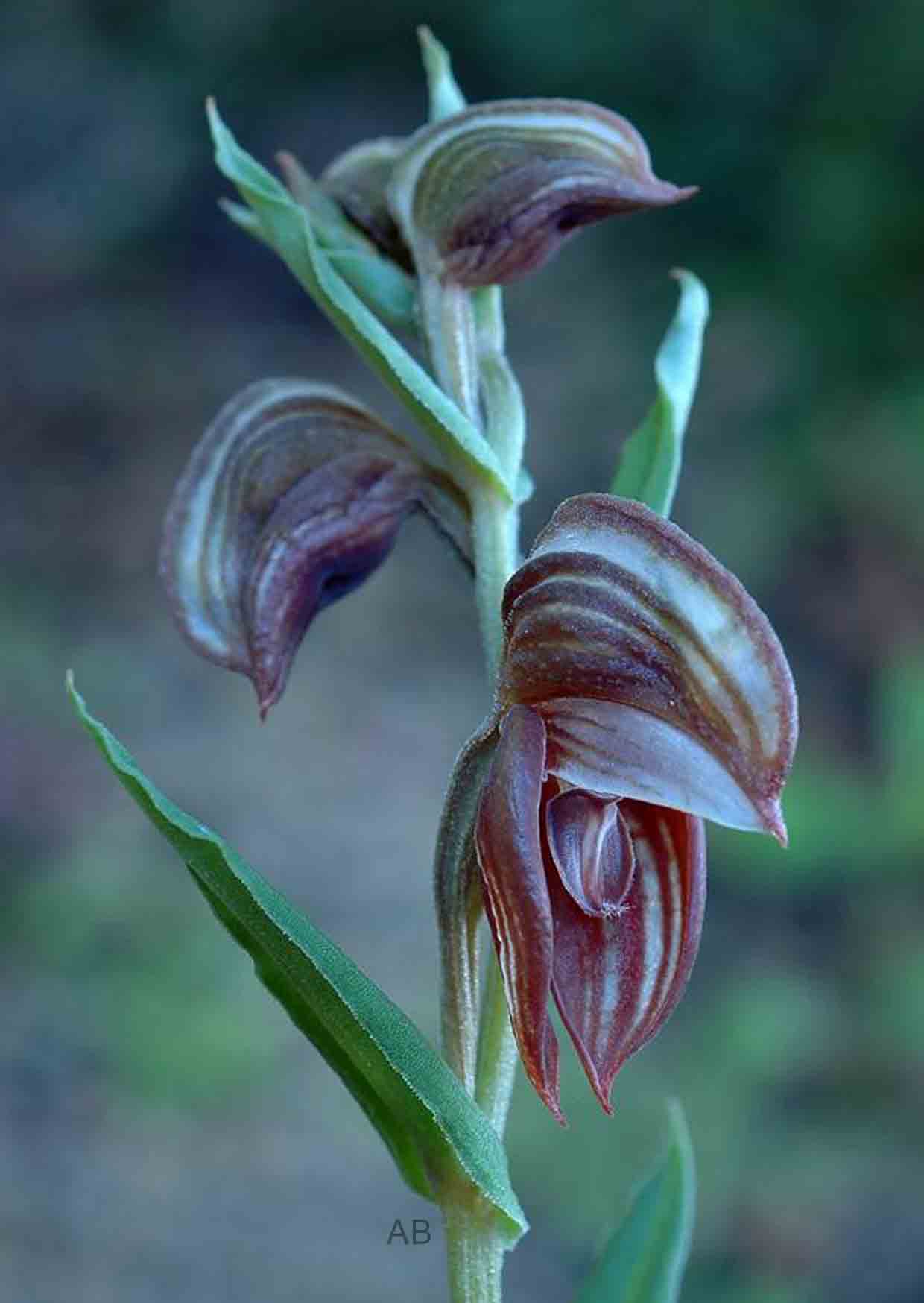 Pterostylis concava AB