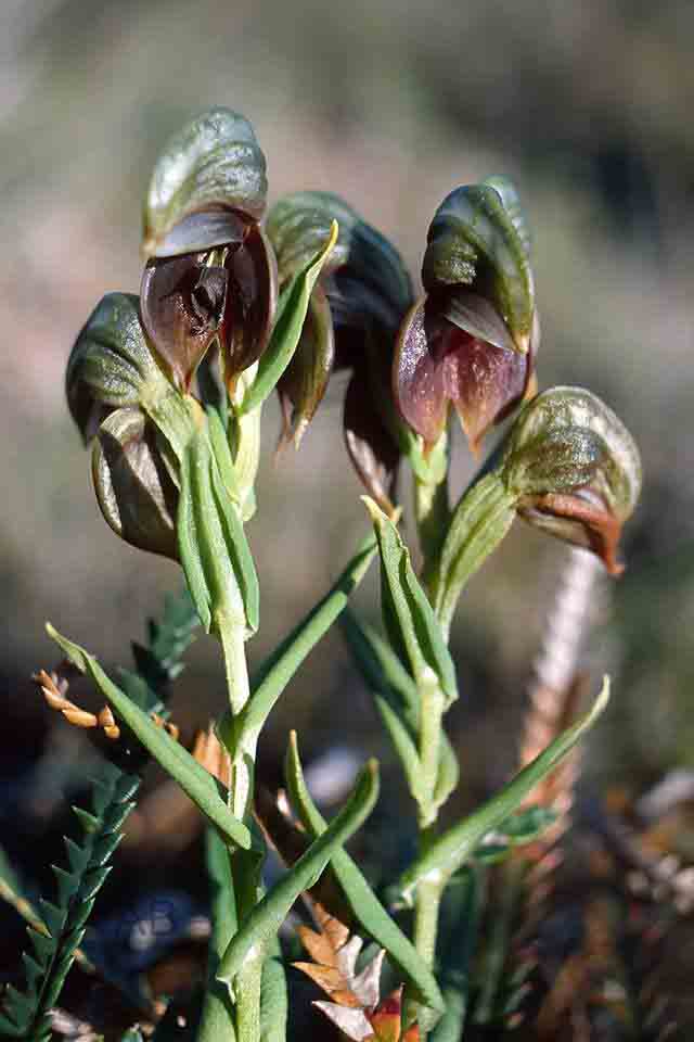 Pterostylis crebriflora AB.jpg
