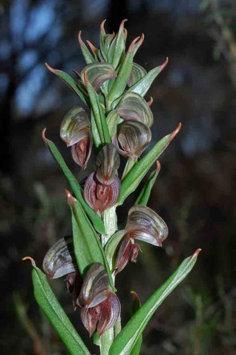 Pterostylis sanguinea AB.jpg