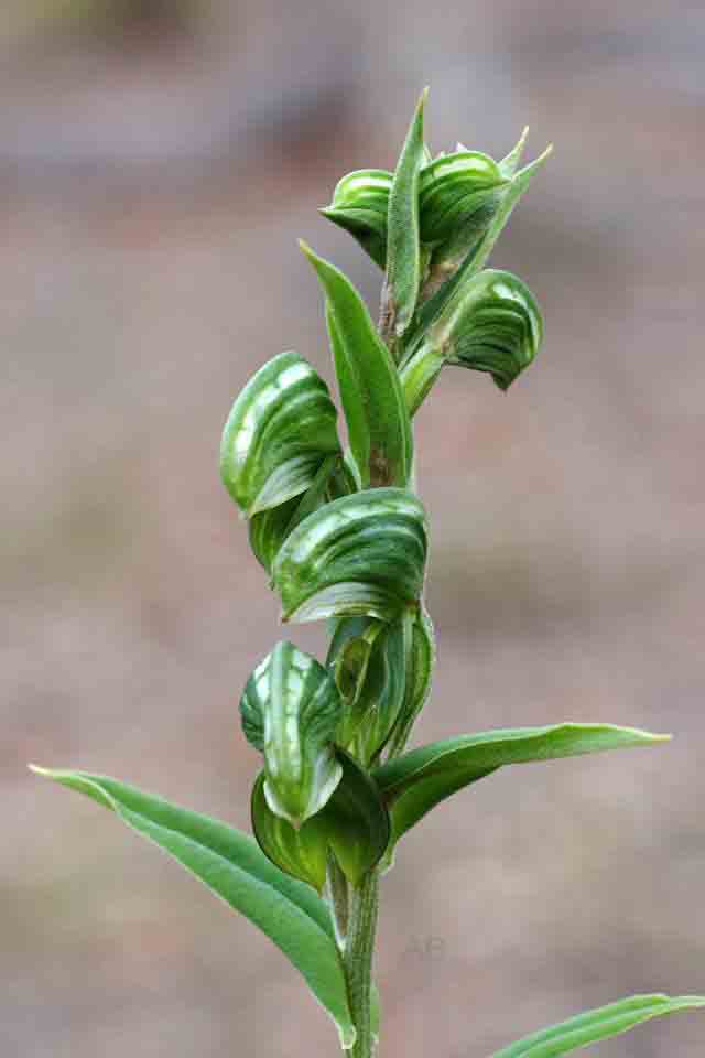 Pterostylis sanguinea green flowered form AB.jpg