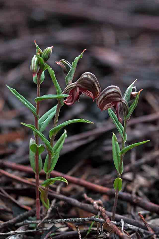Pterostylis sanguinea mallee form AB.jpg