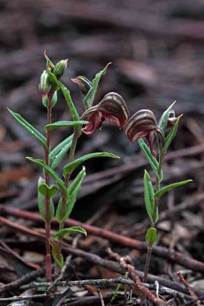 Pterostylis sanguinea mallee form AB.jpg
