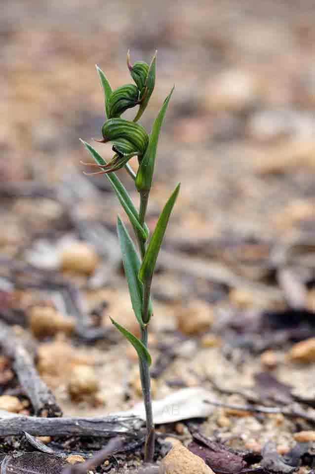 Pterostylis sargentii AB