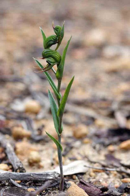 Pterostylis sargentii AB