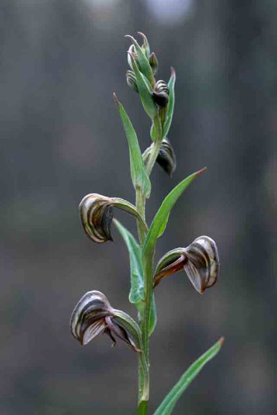Pterostylis sp coastal AB.jpg