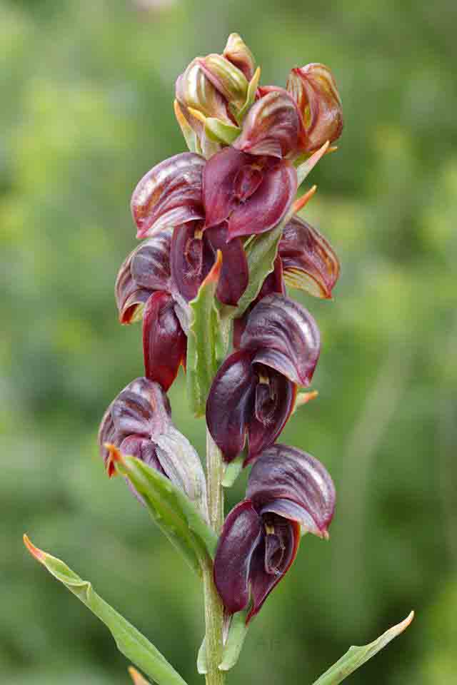 Pterostylis sp crowded AB