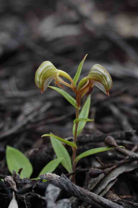 Pterostylis sp Eyre AB