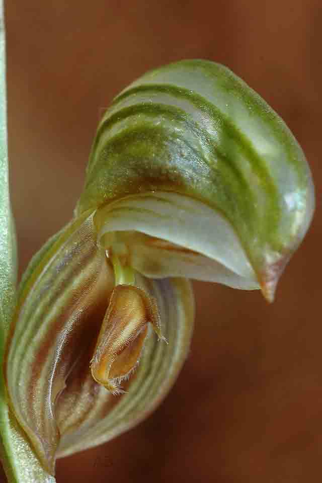 Pterostylis sp small bands AB