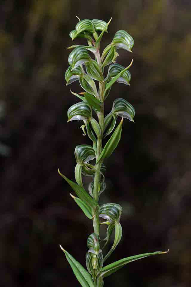Pterostylis vittata AB.jpg