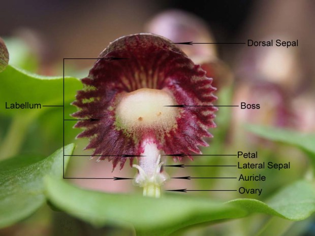 Corybas demenicus