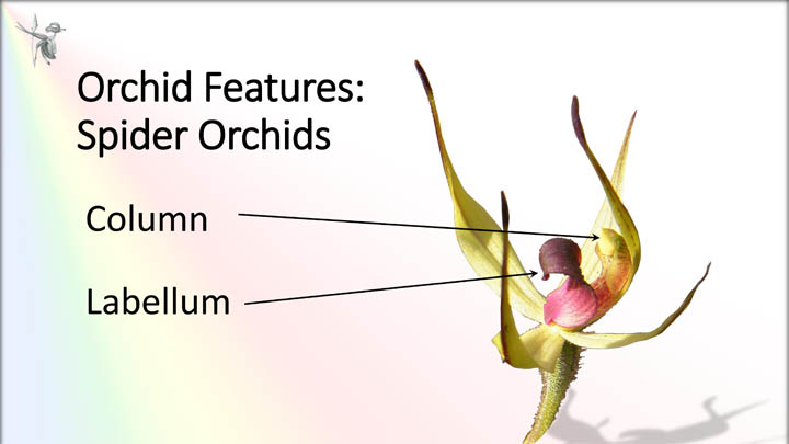 Spider Orchid