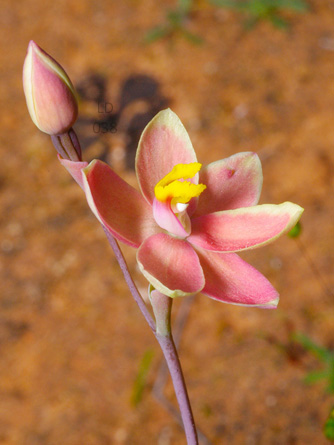 Microsoft Word - SAN Vol. 91, No. 1, Jan-Jun 2017  pp. 34-37 Orc