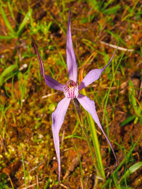 Microsoft Word - SAN Vol. 91, No. 1, Jan-Jun 2017  pp. 34-37 Orc