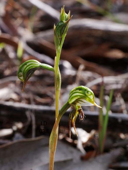 Microsoft Word - SAN Vol. 91, No. 1, Jan-Jun 2017  pp. 34-37 Orc