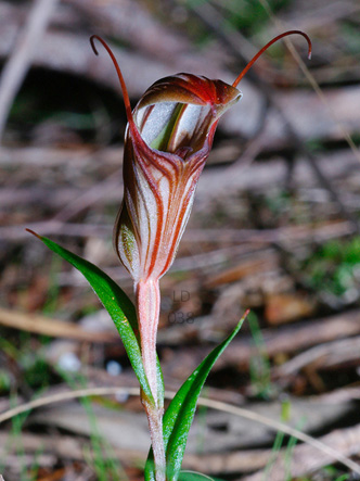 Microsoft Word - SAN Vol. 91, No. 1, Jan-Jun 2017  pp. 34-37 Orc