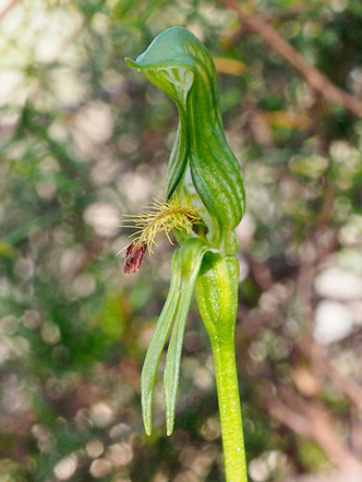 Microsoft Word - SAN Vol. 91, No. 1, Jan-Jun 2017  pp. 34-37 Orc