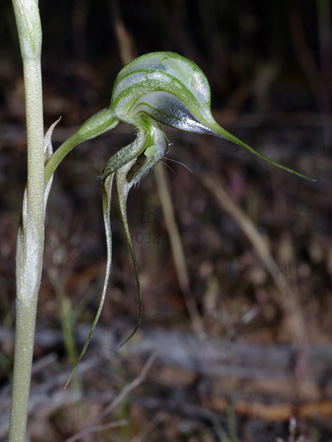 Microsoft Word - SAN Vol. 91, No. 1, Jan-Jun 2017  pp. 34-37 Orc