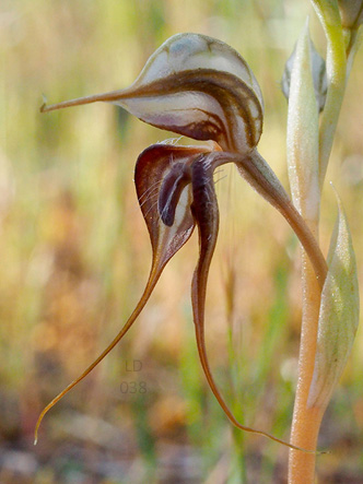 Microsoft Word - SAN Vol. 91, No. 1, Jan-Jun 2017  pp. 34-37 Orc