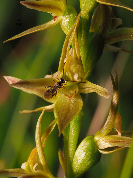 Microsoft Word - SAN Vol. 91, No. 1, Jan-Jun 2017  pp. 34-37 Orc