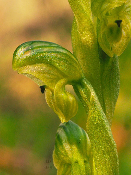 Microsoft Word - SAN Vol. 91, No. 1, Jan-Jun 2017  pp. 34-37 Orc