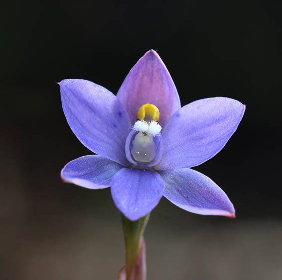 1709 sm JF Thelymitra x truncata
