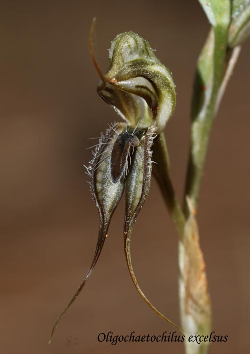 1804 sm JF oligochaetochilus excelsus koongawa 2