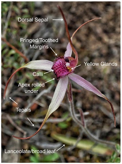 1805 PM Arachnorchis sp Labelled wm