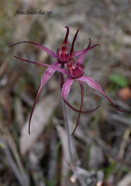 1805 sm PM Arachnorchis sp