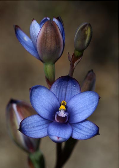 1807 sm JF thelymitra azurea