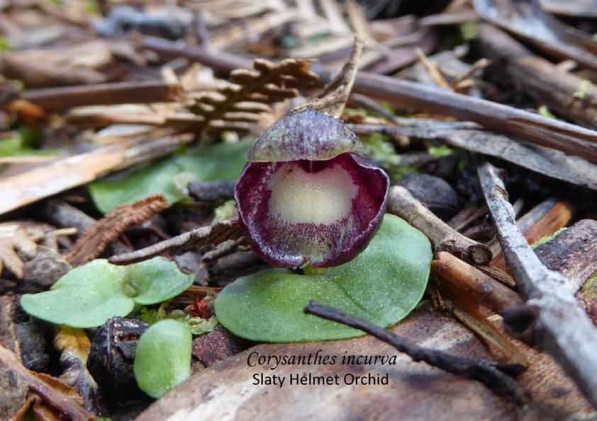 1808 sm JP Corysanthes incurva Penola CP