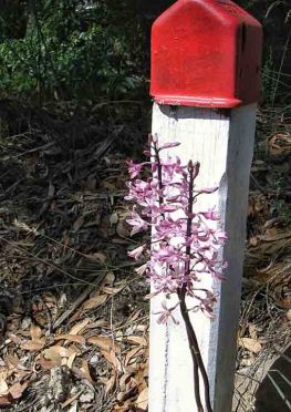 Dipodium roseum