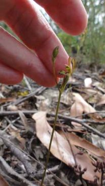 Leporella fimbriata sm
