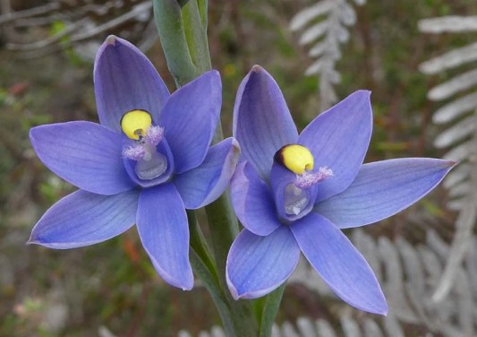 1902 SM Pauley Thelymitra malvina