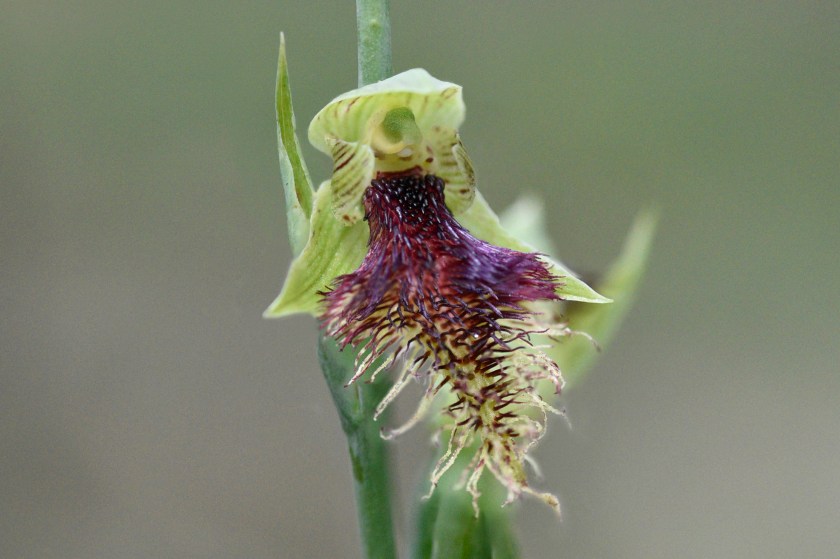 1 Calochilus platychilus - Belair NP, October 2020