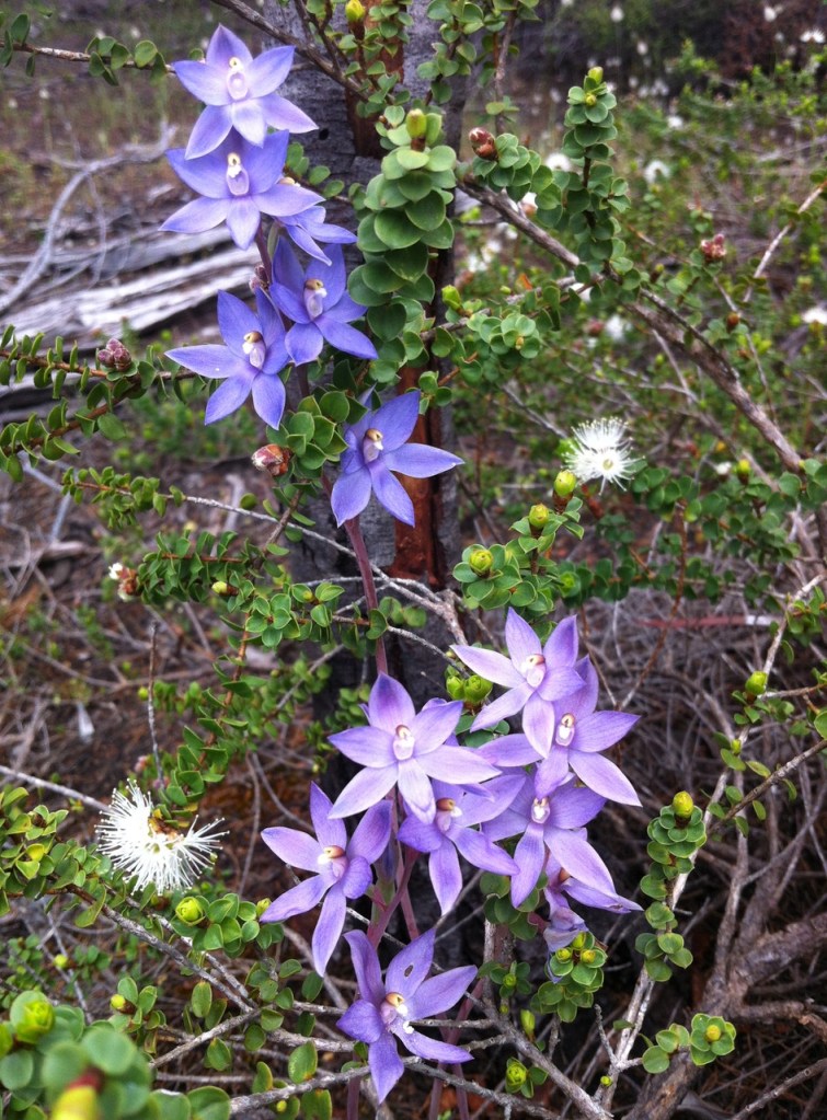 11. Thelymitra sp—Kangaroo Island