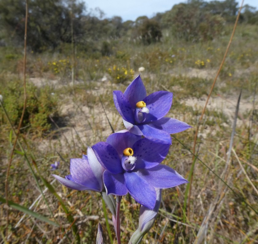 2 Thelymitra X truncatun - Meningie, October 2020