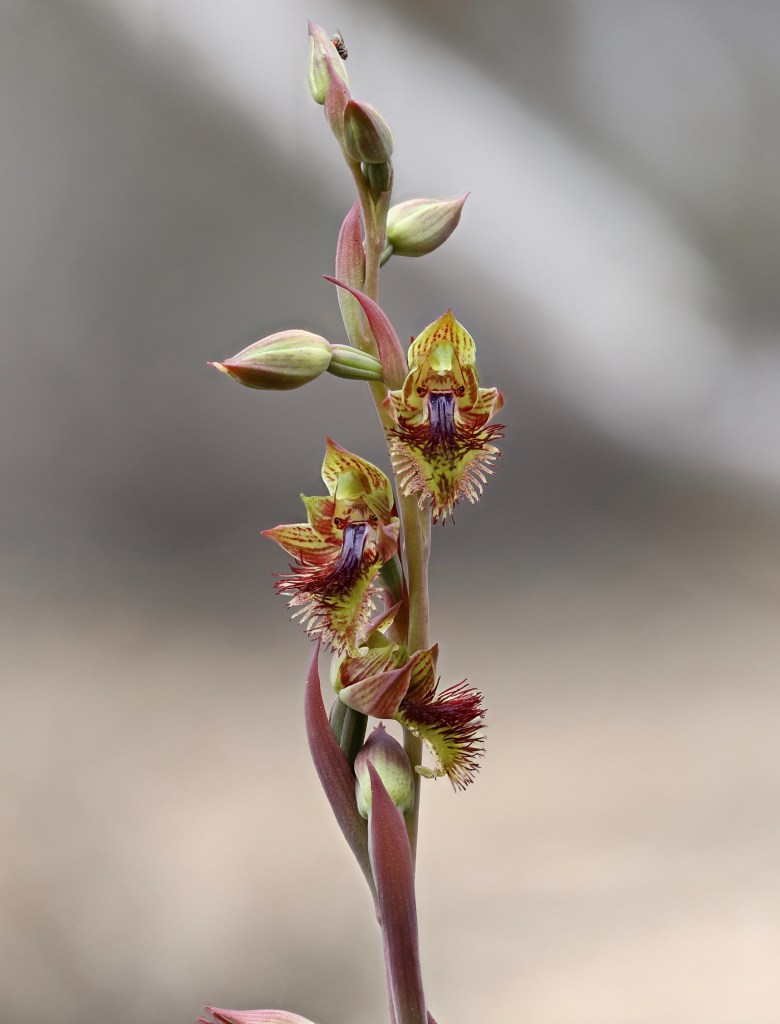 4 Calochilus pruinosus - October 2020